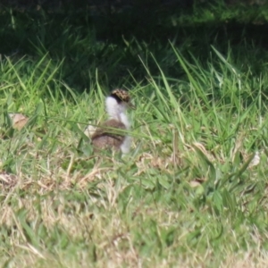 Vanellus miles at Greenway, ACT - 2 Sep 2021 01:55 PM