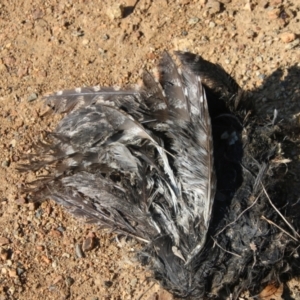 Podargus strigoides at Deakin, ACT - 2 Sep 2021