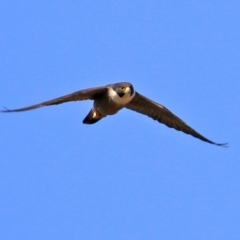 Falco peregrinus (Peregrine Falcon) at Greenway, ACT - 2 Sep 2021 by RodDeb