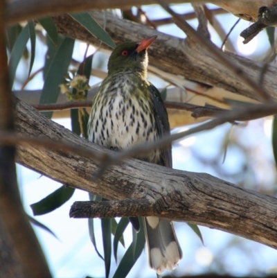 Oriolus sagittatus (Olive-backed Oriole) at Hughes, ACT - 2 Sep 2021 by LisaH