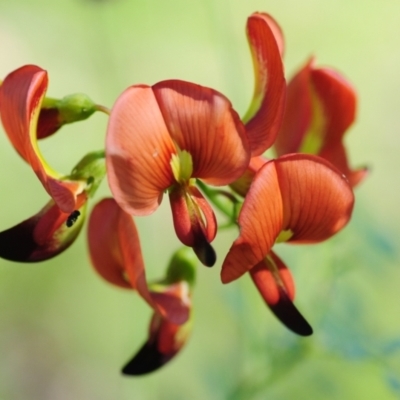 Swainsona galegifolia (Darling Pea) at Grenfell, NSW - 7 Nov 2015 by Harrisi