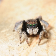 Maratus vespertilio (Bat-like peacock spider) at Grenfell, NSW - 6 Nov 2015 by Harrisi