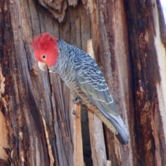 Callocephalon fimbriatum (Gang-gang Cockatoo) at GG188 - 31 Aug 2021 by LisaH