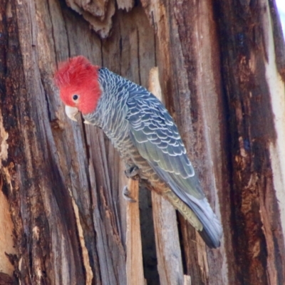 Callocephalon fimbriatum (Gang-gang Cockatoo) at GG188 - 31 Aug 2021 by LisaH