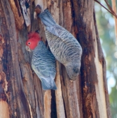 Callocephalon fimbriatum at Hughes, ACT - 31 Aug 2021