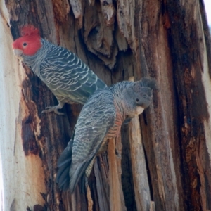 Callocephalon fimbriatum at Hughes, ACT - 31 Aug 2021