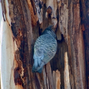 Callocephalon fimbriatum at Hughes, ACT - 31 Aug 2021