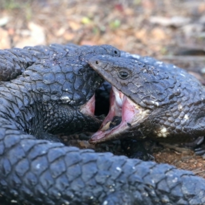 Tiliqua rugosa (Shingleback Lizard) at Ainslie, ACT - 1 Sep 2021 by jb2602