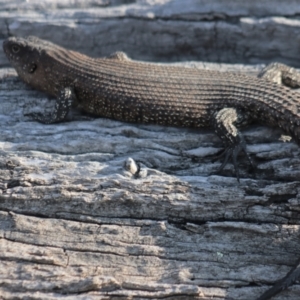 Egernia cunninghami at Gundaroo, NSW - 3 Sep 2021 09:22 AM