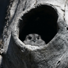 Aegotheles cristatus (Australian Owlet-nightjar) at Ainslie, ACT - 1 Sep 2021 by jb2602