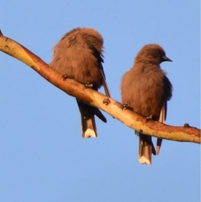 Artamus cyanopterus (Dusky Woodswallow) at Boro, NSW - 2 Sep 2021 by mcleana