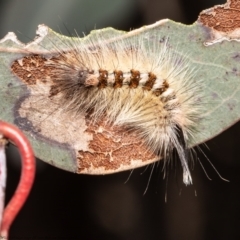 Trichiocercus sparshalli (Sparshall's Moth) at Woodstock Nature Reserve - 2 Sep 2021 by Roger