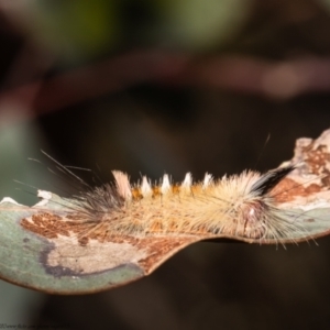 Trichiocercus sparshalli at Holt, ACT - 2 Sep 2021 03:06 PM