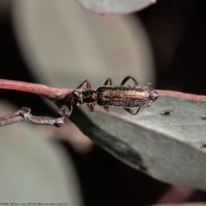 Lemidia subaenea at Holt, ACT - 2 Sep 2021