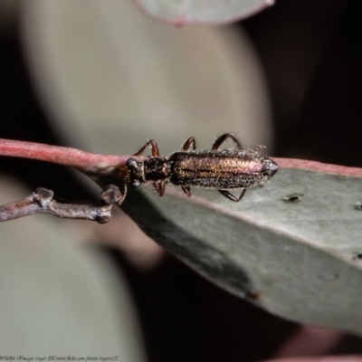 Lemidia subaenea (Clerid beetle) at Holt, ACT - 2 Sep 2021 by Roger