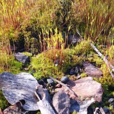 Unidentified Moss, Liverwort or Hornwort at Aranda, ACT - 17 Aug 2021 by MPhillips