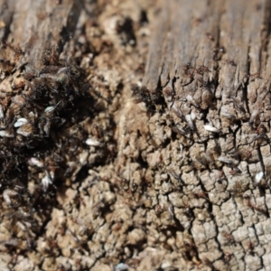 Formicidae (family) at Cook, ACT - 1 Sep 2021 11:36 AM