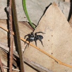 Nyssus albopunctatus (White-spotted swift spider) at Cook, ACT - 1 Sep 2021 by Tammy