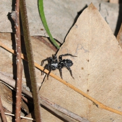 Nyssus albopunctatus (White-spotted swift spider) at Cook, ACT - 1 Sep 2021 by Tammy