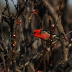 Myzomela sanguinolenta at Macgregor, ACT - suppressed