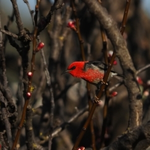 Myzomela sanguinolenta at Macgregor, ACT - suppressed