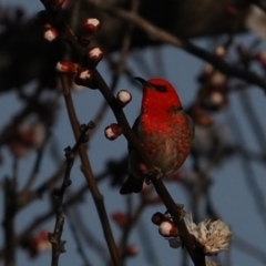 Myzomela sanguinolenta at Macgregor, ACT - suppressed