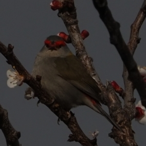 Neochmia temporalis at Macgregor, ACT - 31 Aug 2021