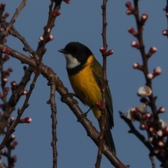 Pachycephala pectoralis (Golden Whistler) at Macgregor, ACT - 31 Aug 2021 by Caric