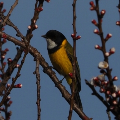 Pachycephala pectoralis (Golden Whistler) at Macgregor, ACT - 31 Aug 2021 by Caric