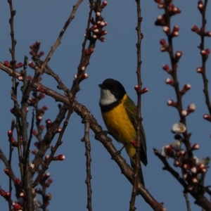 Pachycephala pectoralis at Macgregor, ACT - 31 Aug 2021