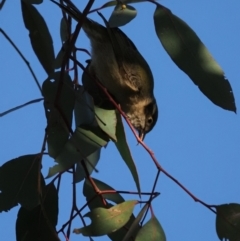 Melithreptus brevirostris (Brown-headed Honeyeater) at Holt, ACT - 2 Sep 2021 by Caric