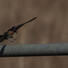 Hirundo neoxena (Welcome Swallow) at Lower Molonglo - 2 Sep 2021 by Caric