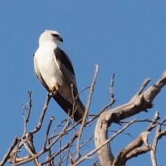 Elanus axillaris (Black-shouldered Kite) at Kama - 2 Sep 2021 by Caric