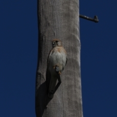 Falco cenchroides (Nankeen Kestrel) at Wallaroo, NSW - 1 Sep 2021 by Caric