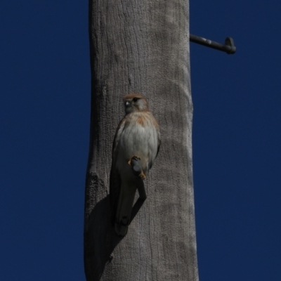 Falco cenchroides (Nankeen Kestrel) at Wallaroo, NSW - 1 Sep 2021 by Caric