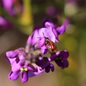 Exoneura sp. (genus) at Cook, ACT - 1 Sep 2021