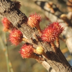 Allocasuarina verticillata (Drooping Sheoak) at Tuggeranong Hill - 10 Aug 2021 by michaelb