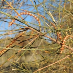 Allocasuarina verticillata (Drooping Sheoak) at Tuggeranong Hill - 10 Aug 2021 by MichaelBedingfield