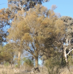 Allocasuarina verticillata at Calwell, ACT - 10 Aug 2021 04:14 PM