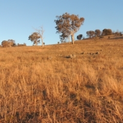 Bothriochloa macra (Red Grass, Red-leg Grass) at Tuggeranong Hill - 10 Aug 2021 by MichaelBedingfield