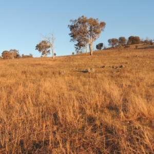 Bothriochloa macra at Conder, ACT - 10 Aug 2021