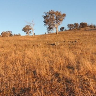 Bothriochloa macra (Red Grass, Red-leg Grass) at Tuggeranong Hill - 10 Aug 2021 by michaelb