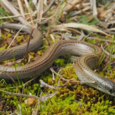 Delma impar (Striped Legless-lizard) at Harrison, ACT - 3 Sep 2021 by BrianLR