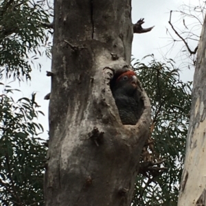 Callocephalon fimbriatum at Watson, ACT - 1 Feb 2021