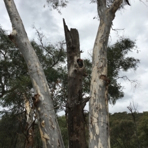 Callocephalon fimbriatum at Watson, ACT - 1 Feb 2021