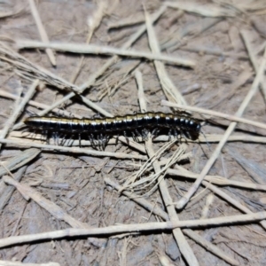Diplopoda (class) at Downer, ACT - 1 Sep 2021 10:15 PM