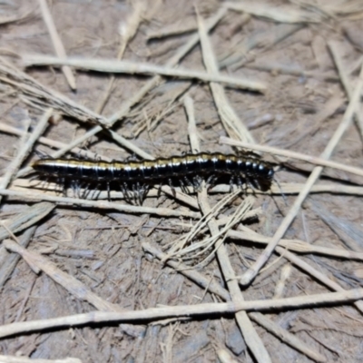 Diplopoda (class) (Unidentified millipede) at Mount Majura - 1 Sep 2021 by sbittinger