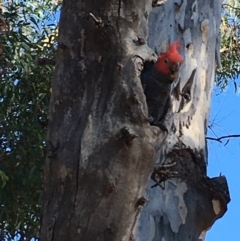 Callocephalon fimbriatum (Gang-gang Cockatoo) at Watson, ACT - 2 Feb 2021 by JochenZeil