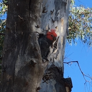 Callocephalon fimbriatum at Watson, ACT - 2 Feb 2021