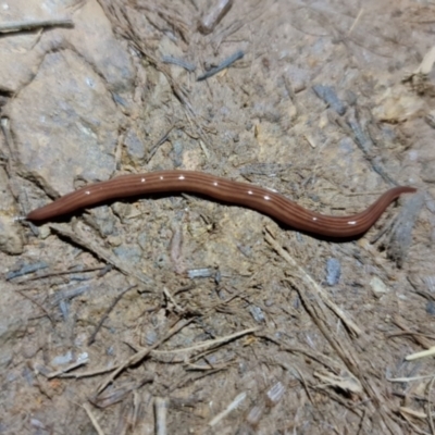 Fletchamia quinquelineata (Five-striped flatworm) at Hackett, ACT - 1 Sep 2021 by sbittinger